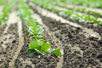 Cabbage sprouts growing in field