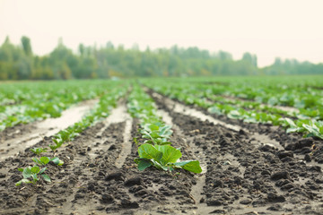 Cabbage sprouts growing in field
