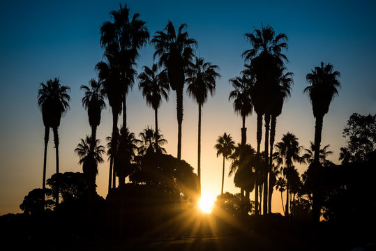 Palm Tree Silhouette at Sunrise