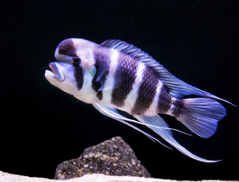 Cyphotilapia Frontosa is the Jewels of Rift Lakes of Africa. This predator from depths of Lake Tanganyika is a giant. It resides at greater depths, 30 – 50 meters sub-surface. Can live over 25 years