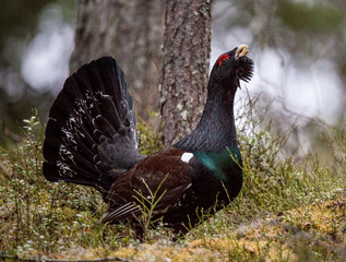 Lekking Capercaillie (Tetrao urogallus) male in the spring forest. The western capercaillie (Tetrao urogallus), wood grouse, heather cock or capercaillie during the courting season.