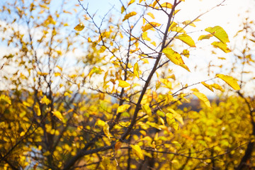 Naklejka na ściany i meble Tree with yellow leaves in bright autumnal landscape.