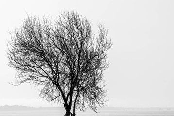 Minimal black and white image of a tree silhouette with foggy river in background