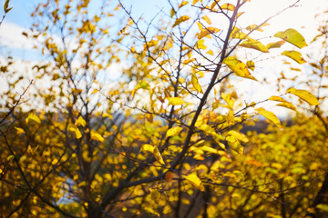 Tree with yellow leaves in bright autumnal landscape.