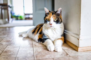 Closeup portrait of old calico cat lying down by kitchen on tiled floor in home, house, apartment - obrazy, fototapety, plakaty