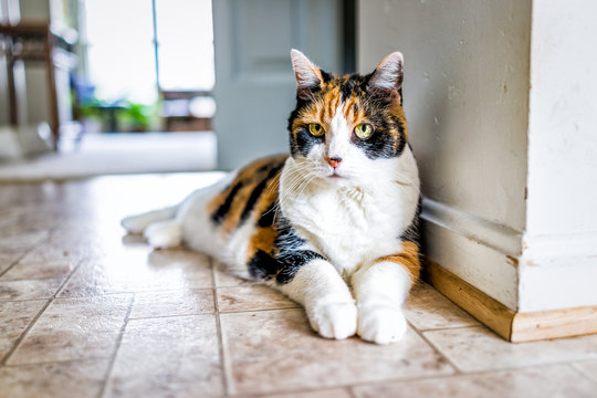 Closeup portrait of old calico cat lying down by kitchen on tiled floor in home, house, apartment