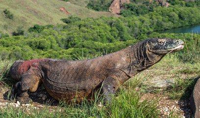 Komodo dragon ( Varanus komodoensis ) with the  forked tongue sniff air. Biggest in the world living lizard in natural habitat. Island Rinca. Indonesia.