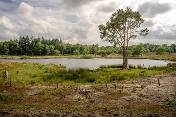 Fen landscape in the Netherlands on a sunny afternoon in June