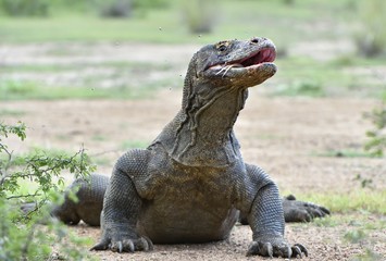 The Portrait of Komodo dragon ( Varanus komodoensis ) with opened a mouth. Biggest living lizard in the world. Island Rinca. Indonesia.