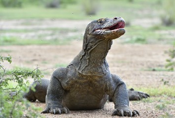 The Portrait of Komodo dragon ( Varanus komodoensis ) with opened a mouth. Biggest living lizard in...