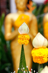 Lotus for Worship the Buddha.