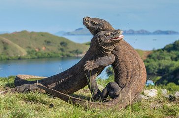 The Fighting Comodo dragon (Varanus komodoensis) for domination. It is the biggest living lizard in the world. Island Rinca. Indonesia. © Uryadnikov Sergey