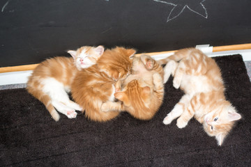 four cute kitten sleeping