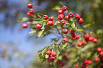 red berries in autumn