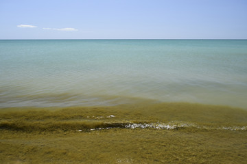 Coastal sea waves. Seawater with seaweed. Coastal algae. Sea bea