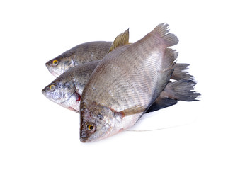 fresh gourami fish whole round on white background