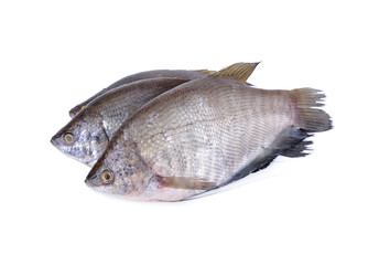 fresh gourami fish whole round on white background