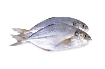 fresh whole round Shrimp scad fish on white background