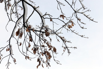 forest in winter