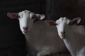 Fototapeta premium Pure White Goats Relaxing In Barn On A Farm In The Fall In The Midwest