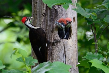 Pileated woodpecker with food.