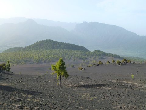 Green tree in a wide volcanic landscape in front of the caldera of La Palma