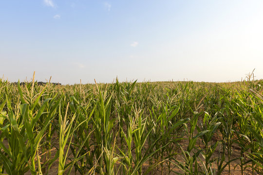 green corn in the field