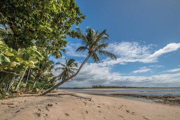 Exotic beach of tropical island with sloping coconut tree - Boipeba Bahia