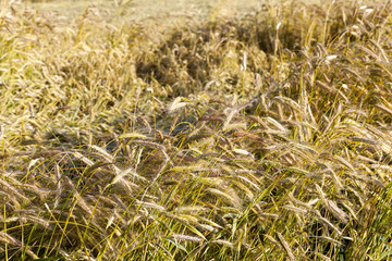 broken and whole ears