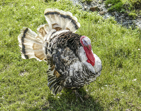 Male of a turkey