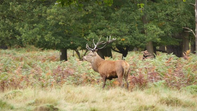 Red Deer Stag during the Rut.
