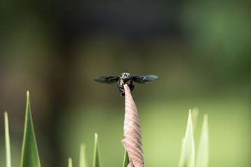 Insect Fly in park
