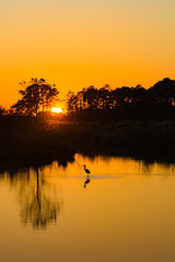 Heron at Sunset, Blackwater National Refuge