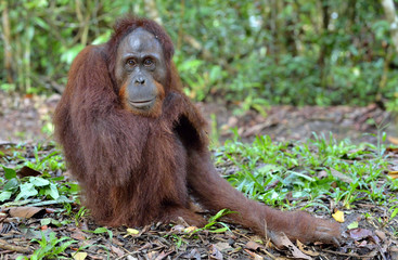 Central Bornean orangutan ( Pongo pygmaeus wurmbii ) in natural habitat. Wild nature in Tropical Rainforest of Borneo. Indonesia