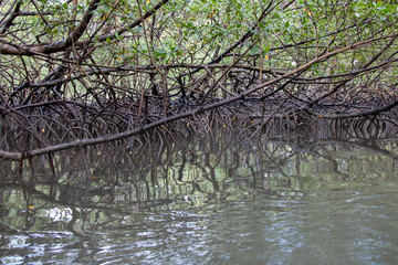 mangrove.