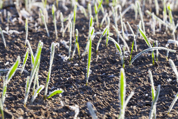 green wheat in a frost