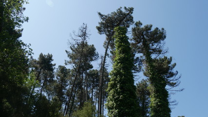 Foresta Mediterranea in Liguria