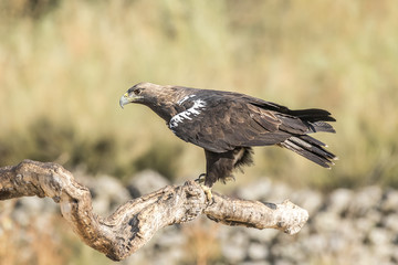 spanish imperial eagle