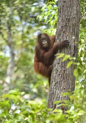 Central Bornean orangutan ( Pongo pygmaeus wurmbii ) on the tree in natural habitat. Wild nature in Tropical Rainforest of Borneo. Indonesia