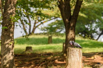 二羽の鳩