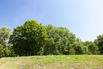 maple tree in the spring