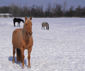 Palomino horse in winter