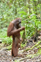 Mother orangutan and cub in a natural habitat. Bornean orangutan (Pongo  pygmaeus wurmmbii) in the wild nature. Rainforest of Island Borneo. Indonesia.
