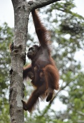 Mother orangutan and cub in a natural habitat. Bornean orangutan (Pongo  pygmaeus wurmmbii) in the wild nature. Rainforest of Island Borneo. Indonesia.
