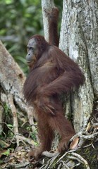 Central Bornean orangutan ( Pongo pygmaeus wurmbii ) in natural habitat. Wild nature in Tropical Rainforest of Borneo. Indonesia