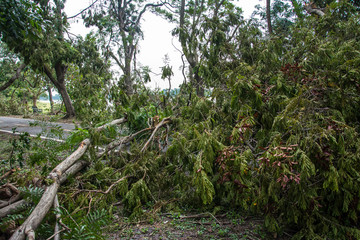 Obraz premium The tree was destroyed by the storm's intensity