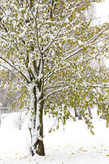 trees in the snow