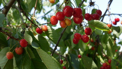 Obraz premium Ciliegie mature in estate