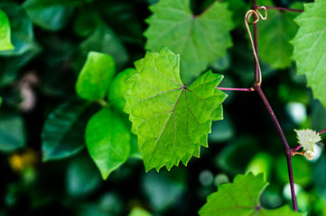 heart shaped  jagged leaf on a vine in selective focus