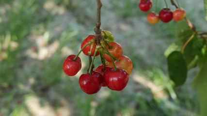 Ciliegie mature in estate